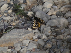 Eurranthis plummistaria