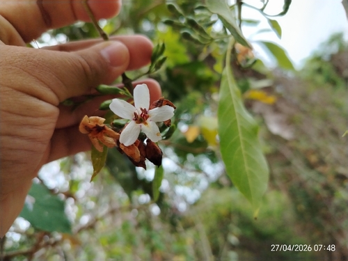 Bravaisia integerrima observed 2026-04-27