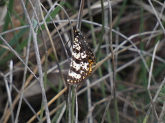 Eurranthis plummistaria