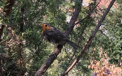 Erithacus rubecula