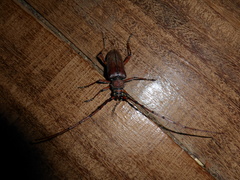 Neoplocaederus obesus