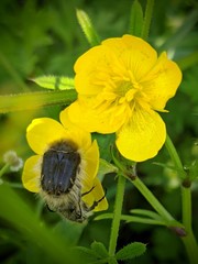 Tropinota squalida