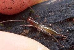 Hubbardia pentapeltis