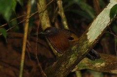 Trochalopteron peninsulae