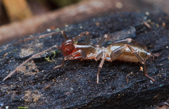 Hubbardia pentapeltis