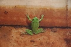 Hyla savignyi