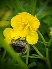 Tropinota squalida