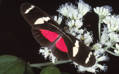 Heliconius ricini insulanus