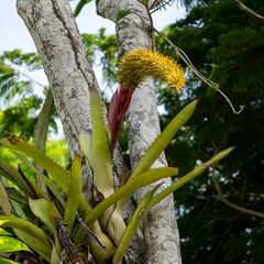 Aechmea setigera, photograph (c) Anthony Batista, some rights reserved (CC BY)