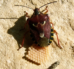 Codophila varia