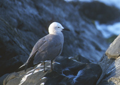 Leucophaeus modestus