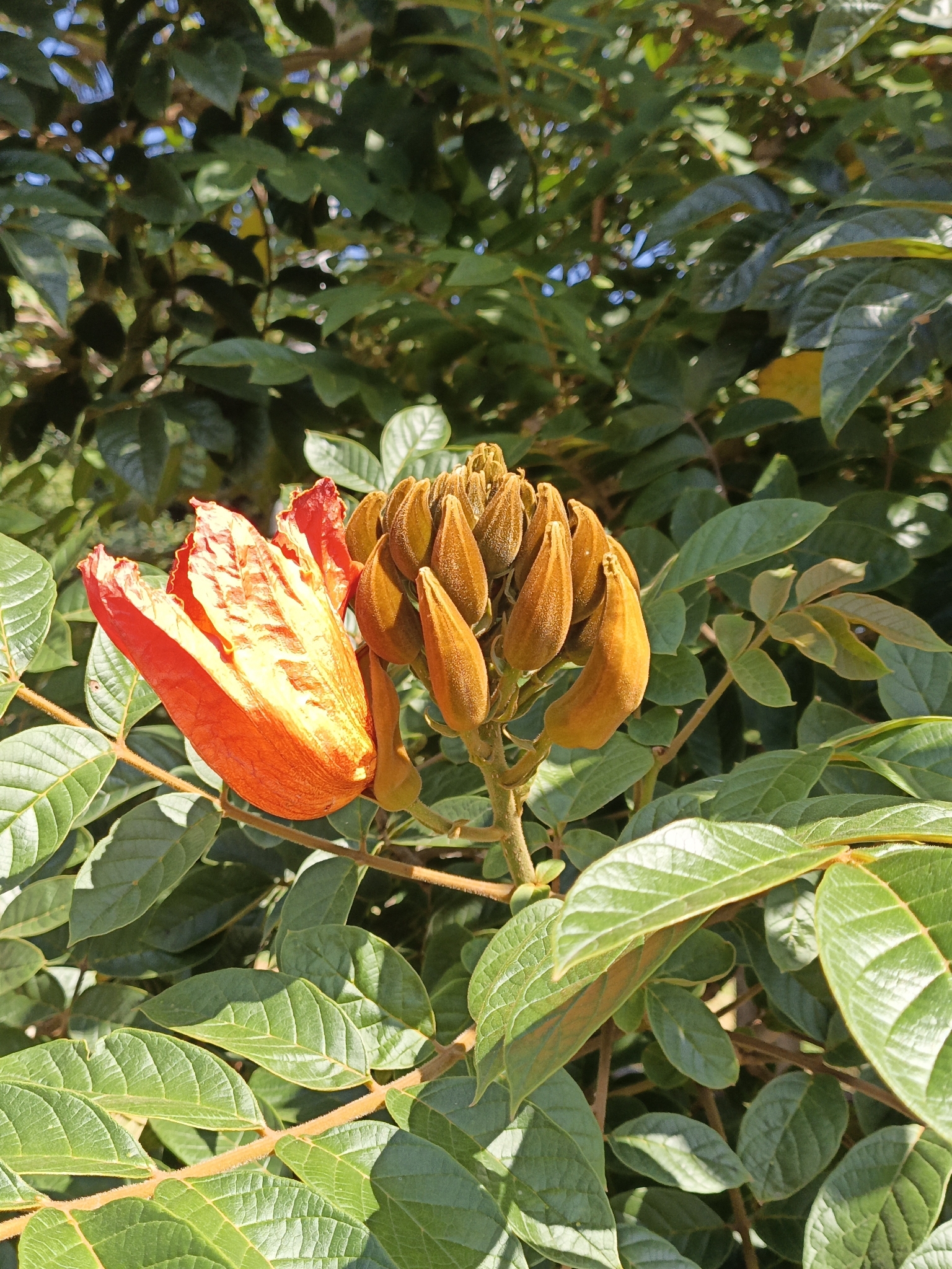 Spathodea campanulata
