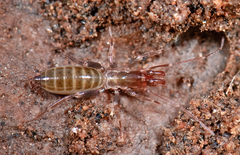 Hubbardia pentapeltis