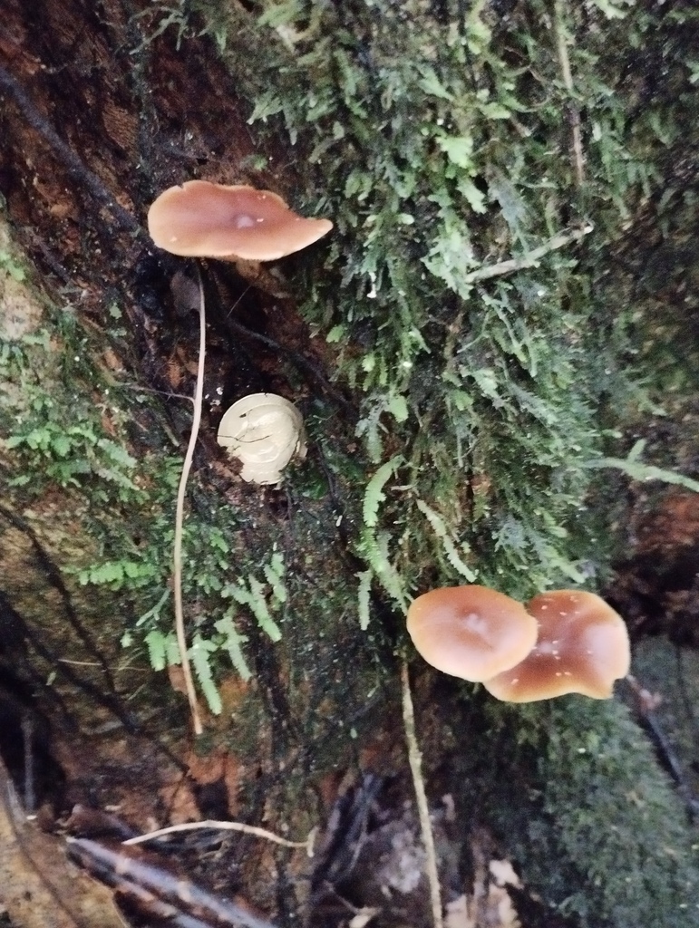 Galerina patagonica · April 2026 · photo: © geoffr (iNaturalist, cc0)