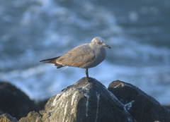 Leucophaeus modestus