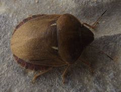 Eurygaster integriceps