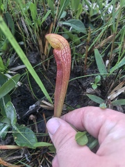 Sarracenia