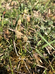 Carex caryophyllea
