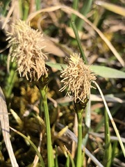 Carex caryophyllea