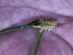 Carex caryophyllea