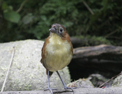 Grallaria flavotincta