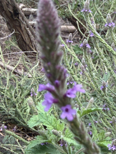 iNaturalist observation photo of western vervain