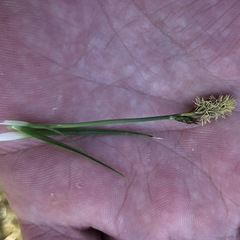 Carex caryophyllea