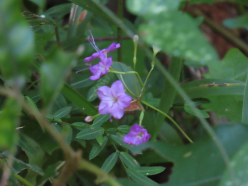 Commicarpus chinensis observed 2026-04-27
