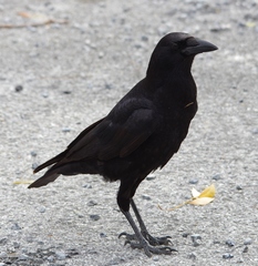 Corvus brachyrhynchos pascuus