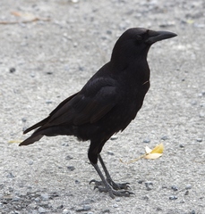 Corvus brachyrhynchos pascuus