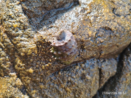 Plicopurpura columellaris