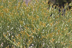 Euphorbia fiherenensis, photograph (c) amantedarmanin, some rights reserved (CC BY)