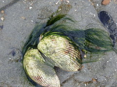 Urospora wormskioldii