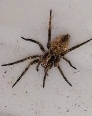 Tomopisthes horrendus