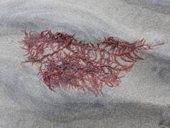 Cumathamnion decipiens