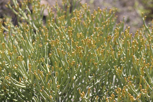 Euphorbia fiherenensis, photograph 3