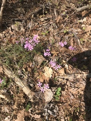 Phlox nivalis