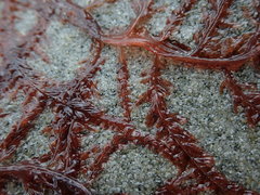 Cumathamnion decipiens