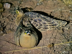 Pterocles quadricinctus