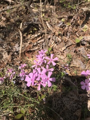 Phlox nivalis