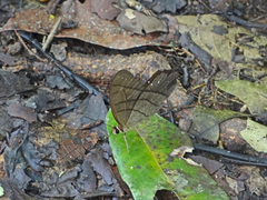 Pierella lamia chalybaea