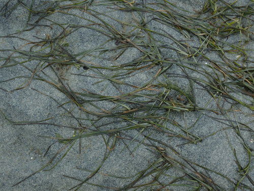 Image of Zostera japonica by no rights reserved