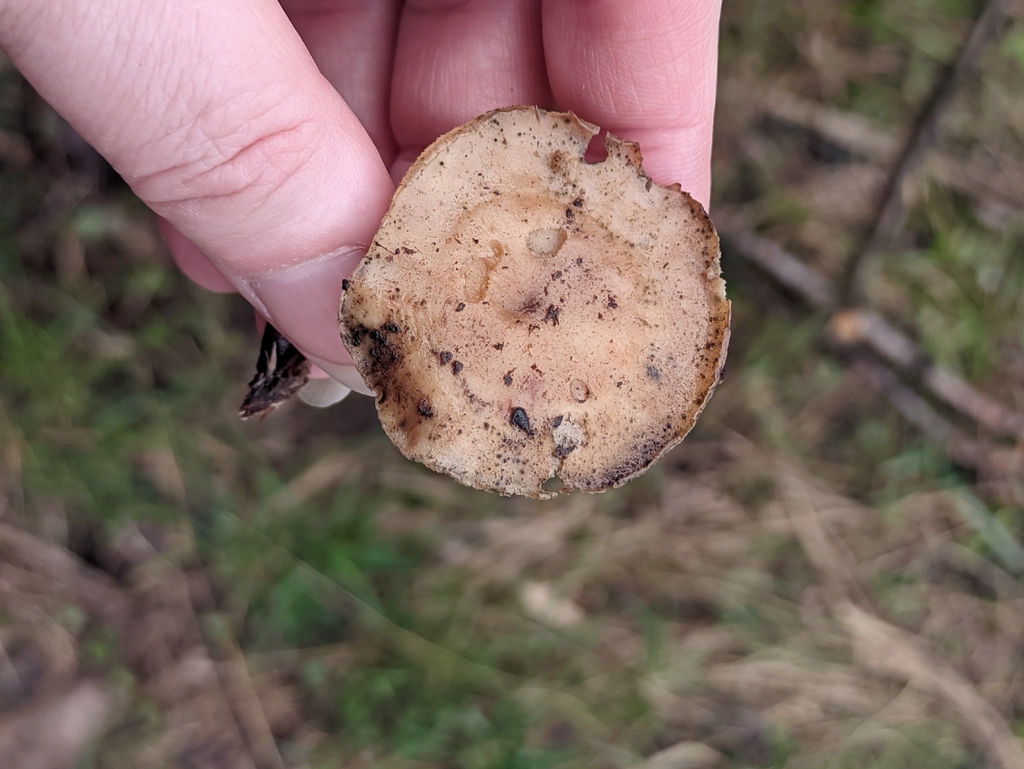 Lentinus brumalis · April 2026 · photo: © naturalist57011 (iNaturalist, cc-by)