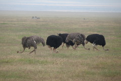 Struthio camelus massaicus