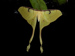 Actias
