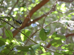 Cyanistes teneriffae palmensis