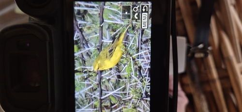 Yellow Canary