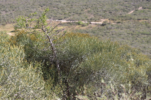 Euphorbia fiherenensis, photograph 5
