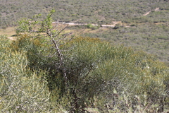 Euphorbia fiherenensis, photograph (c) amantedarmanin, some rights reserved (CC BY)
