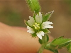 Cerastium pumilum